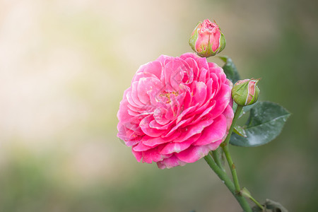 花园里的玫瑰花情人树叶粉色花瓣玫瑰植物群绿色日光背景图片
