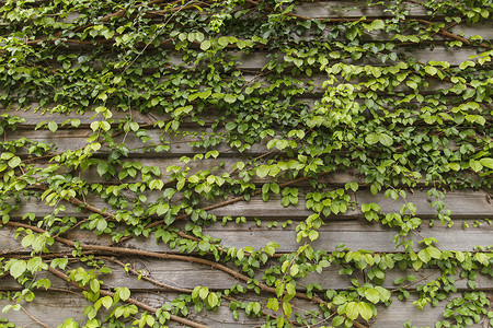 老房子上的常春藤旧木墙上的绿叶藤蔓爬行者木头植物花园杂草叶子建筑建筑学森林背景图片
