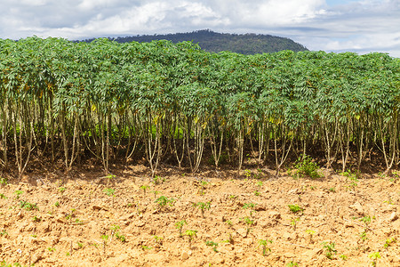 木薯树土壤花园叶子食物农业热带植物蓝色土地天空高清图片