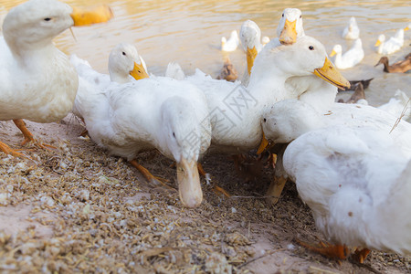 chaseDuck Chase 字段农民家禽热带国家游泳团体场地食物野生动物农业背景