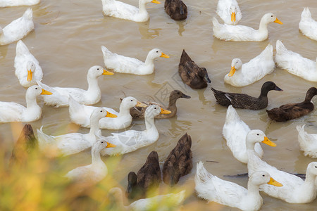 chaseDuck Chase 字段国家文化野生动物农业游泳团体动物农村农民农场背景