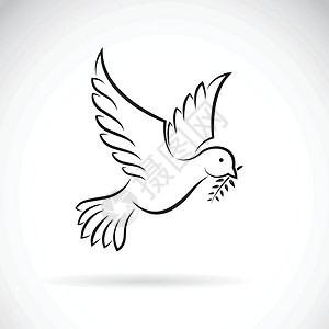 圣鸽保佑和平和平的黑鸽矢量 橄榄枝在白色背地上插画