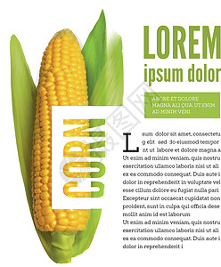 玉米块白色与文本块上孤立的玉米穗农业营养叶子耳朵收成农场横幅标签广告季节插画