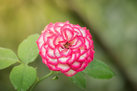 花园里的玫瑰花情人玫瑰植物群日光树叶粉色绿色花瓣背景图片