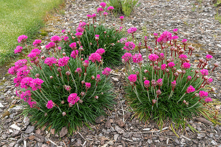 Bloom的粉红海流植物背景图片