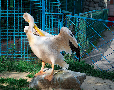 白鸟清洗羽翼和黄顶雀斑背景图片