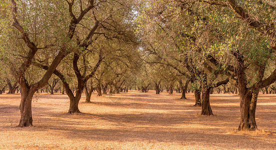 老橄榄树旅游夏天高清图片