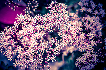 由小星星花组成的塞达姆星的一枝花朵园艺花粉灌木植物园植物群花瓣花卉花蜜植物花头背景图片