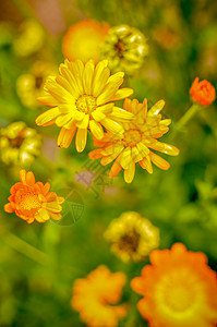菊科金盏花植物橙子草地高清图片