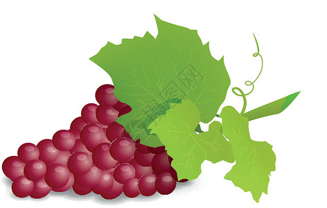 带红葡萄的葡萄树枝 现实的矢量光化谎言果汁植物农业藤蔓绿色白色叶子黑色艺术插画
