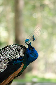 孔雀树印度的梨禽正在地面上行走以获取食物橙子雉鸡叶子歌曲捕蝇器孔雀荒野石头蓝色热带背景