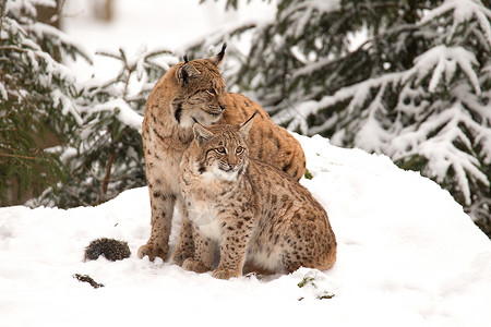 欧亚lynx Lynx Lynx山猫野生动物哺乳动物温度森林动物荒野成人低温地区背景