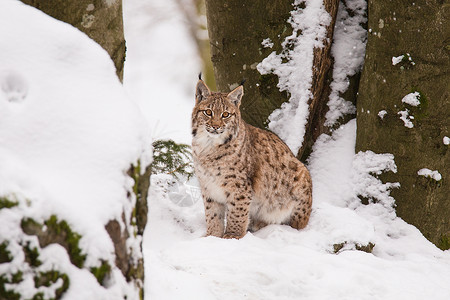 猎神魔雪叛变欧亚lynx Lynx Lynx森林山猫野生动物动物地区哺乳动物荒野温度成人低温背景