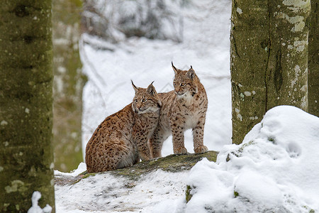 猎神魔雪叛变欧亚lynx Lynx Lynx地区野生动物成人温度山猫低温森林哺乳动物动物荒野背景