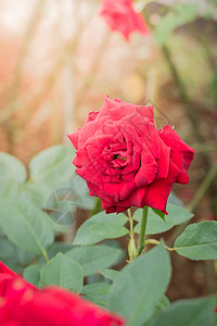 花园里的玫瑰花树叶粉色植物群绿色情人花瓣日光玫瑰背景图片