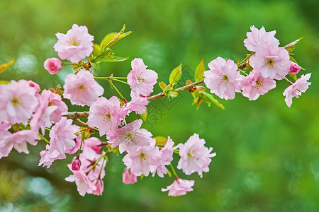 樱桃花植被绿化园林花园公园花序植物繁荣绿地环境背景图片