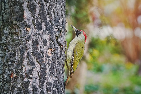 红冠啄木鸟绿色啄木鸟鸟类学高清图片