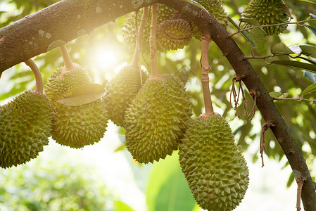 农场里的Durian树高清图片