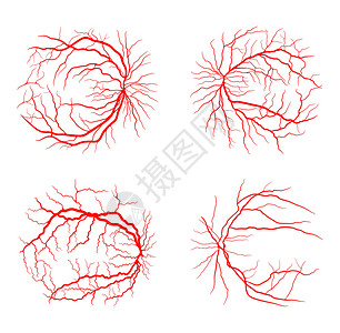 眼静脉集系统 x 射线血管造影矢量设计隔离 o插画