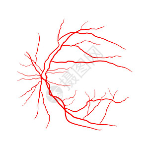 眼静脉系统 x 射线血管造影矢量设计在 whi 上隔离船只卡通片曲线解剖学标识插图宏观视网膜药品动脉图片