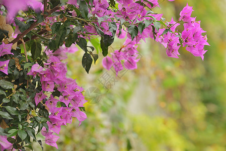 紫布布弗罗雅花朵高清图片