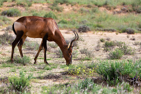 鹿长草非洲羚羊高清图片