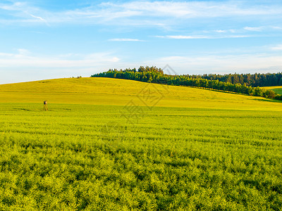 绿色田地全景景观 春晚全景风景蓝色国家农村天空晴天小麦谷物环境草原阳光背景图片