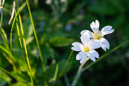 夜光植物夜光中的白花植物群植物学背光草地踏板白色荒野花园绿色阳光背景