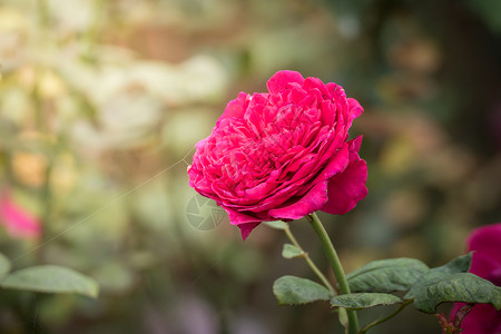 花园里的玫瑰花玫瑰日光植物群粉色花瓣情人绿色树叶背景图片