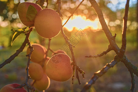 杏子树素材甜的晴天高清图片