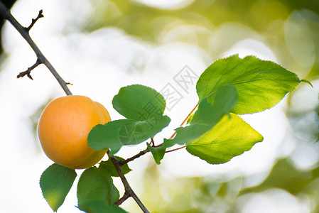 温暖阳光日 绿叶分店的甜杏子水果在暖阳日农业叶子植物石头花园宏观杏树园艺果园橙子背景图片