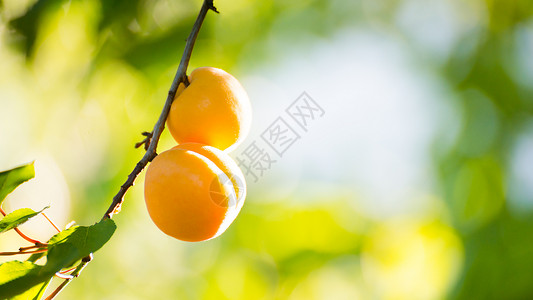 温暖阳光日 绿叶分店的甜杏子水果在暖阳日自然太阳农业园艺宏观杏树生长石头晴天阳光背景图片
