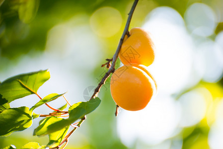 温暖阳光日 绿叶分店的甜杏子水果在暖阳日园艺橙子石头自然花园太阳晴天生长阳光杏树背景图片