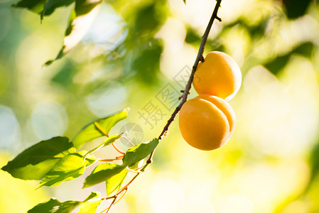 温暖阳光日 绿叶分店的甜杏子水果在暖阳日太阳石头果园收成宏观园艺晴天阳光自然植物背景图片