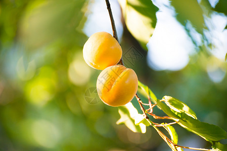 温暖阳光日 绿叶分店的甜杏子水果在暖阳日植物果园收成太阳宏观阳光橙子自然叶子生长背景图片