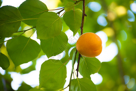温暖阳光日 绿叶分店的甜杏子水果在暖阳日食物石头阳光杏树宏观果园花园晴天农业植物背景图片