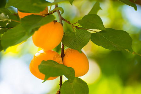温暖阳光日 绿叶分店的甜杏子水果在暖阳日晴天阳光农业花园收成叶子园艺自然石头食物背景图片