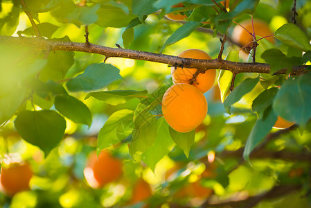 温暖阳光日 绿叶分店的甜杏子水果在暖阳日果园太阳花园橙子石头晴天生长收成阳光农业背景图片