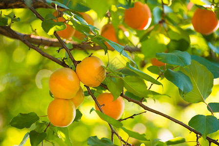 温暖阳光日 绿叶分店的甜杏子水果在暖阳日杏树石头植物花园阳光叶子晴天果园食物收成背景图片