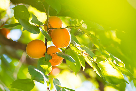 温暖阳光日 绿叶分店的甜杏子水果在暖阳日植物园艺叶子农业橙子果园石头自然食物杏树背景图片