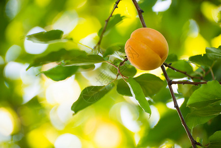 温暖阳光日 绿叶分店的甜杏子水果在暖阳日橙子园艺阳光植物宏观叶子食物石头生长花园背景图片