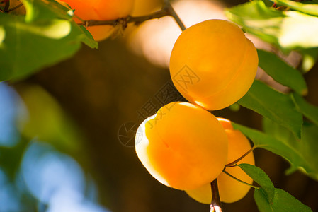 温暖阳光日 绿叶分店的甜杏子水果在暖阳日橙子园艺自然叶子果园晴天太阳阳光花园石头背景图片