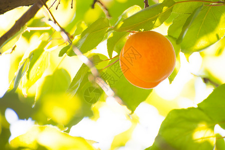 温暖阳光日 绿叶分店的甜杏子水果在暖阳日食物生长晴天叶子收成太阳花园农业阳光自然背景图片