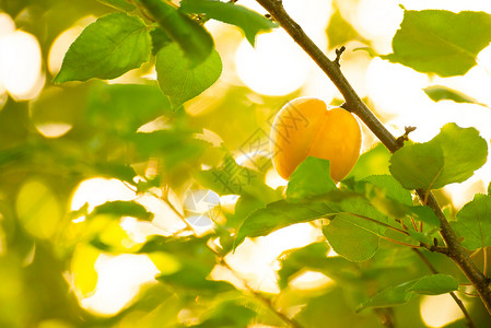 温暖阳光日 绿叶分店的甜杏子水果在暖阳日花园生长农业太阳植物阳光杏树收成石头橙子背景图片