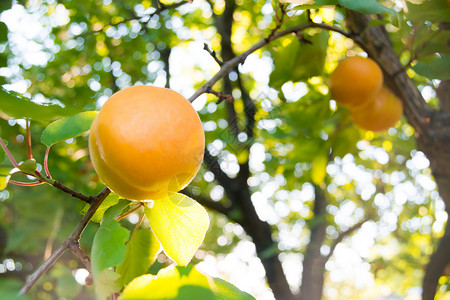 温暖阳光日 绿叶分店的甜杏子水果在暖阳日植物食物杏树花园果园园艺石头阳光晴天橙子背景图片
