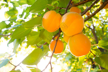 温暖阳光日 绿叶分店的甜杏子水果在暖阳日花园收成石头生长阳光自然食物果园杏树宏观背景图片