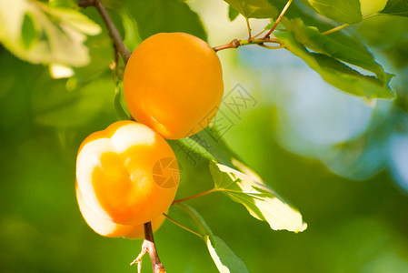 温暖阳光日 绿叶分店的甜杏子水果在暖阳日橙子花园杏树阳光自然植物农业太阳园艺石头背景图片