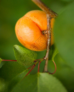 杏子树温暖阳光日 绿叶分店的甜杏子水果在暖阳日橙子食物杏树叶子植物收成果园晴天农业园艺背景