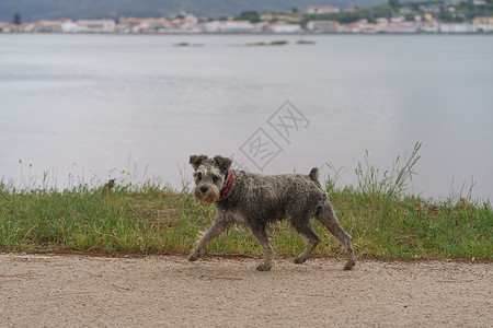 葡萄牙水狗狗的一脚背景