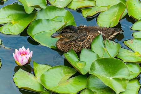 荷花小鸟图在湖边漂浮的棕鸭 环绕着许多绿百合花背景